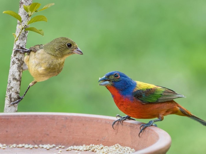 Painted Bunting pair