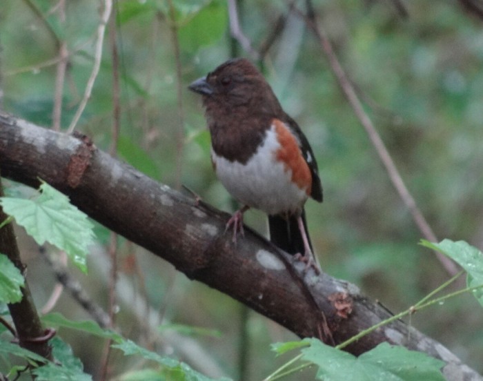 Male Eastern Towhee