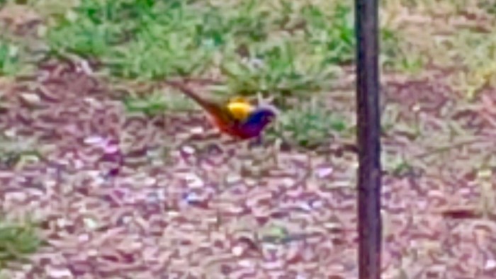 Painted Bunting