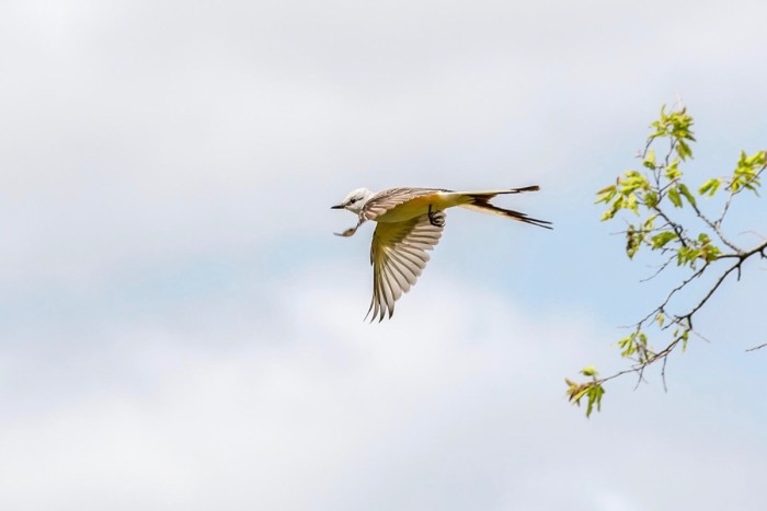 Scissortail Flycatcher in flight