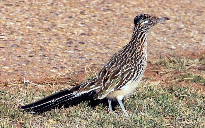 Roadrunner