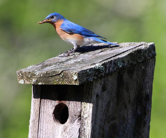 Bluebird male