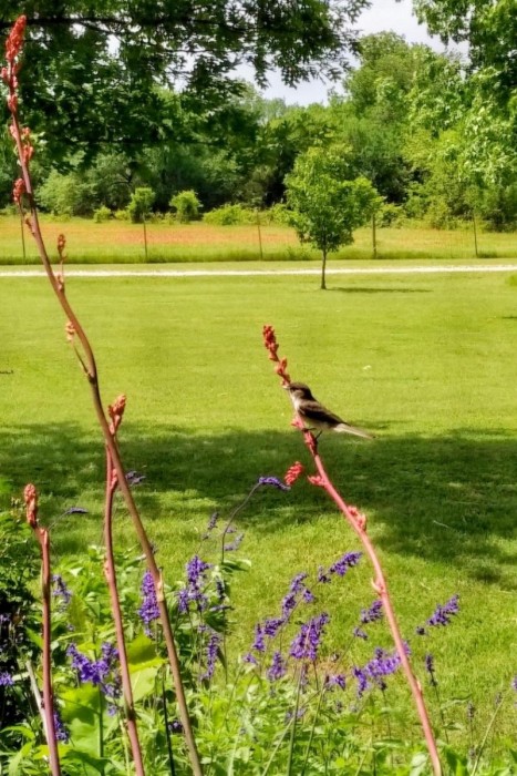 Eastern Phoebe
