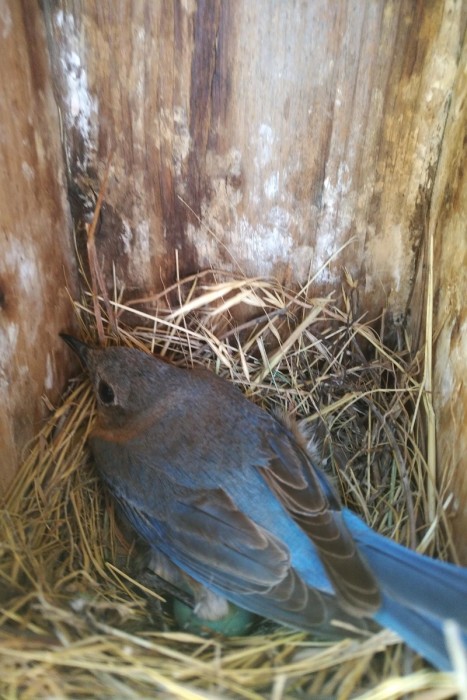 Bluebird mama sitting on eggs