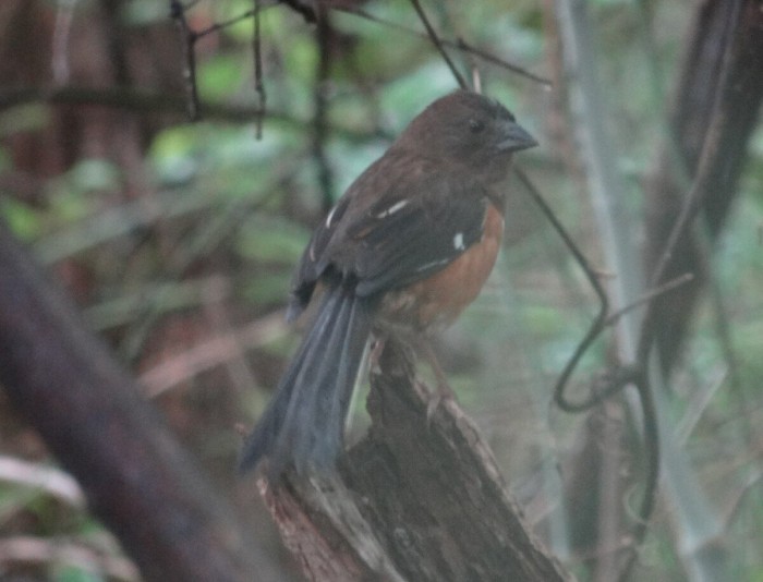Female Eastern Towhee