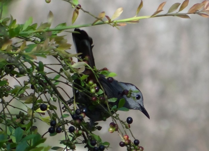 Catbird