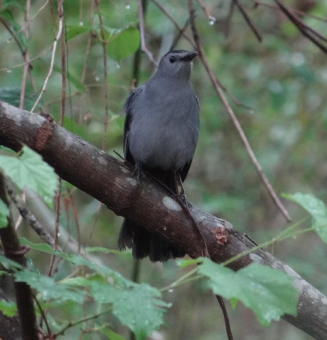 Catbird