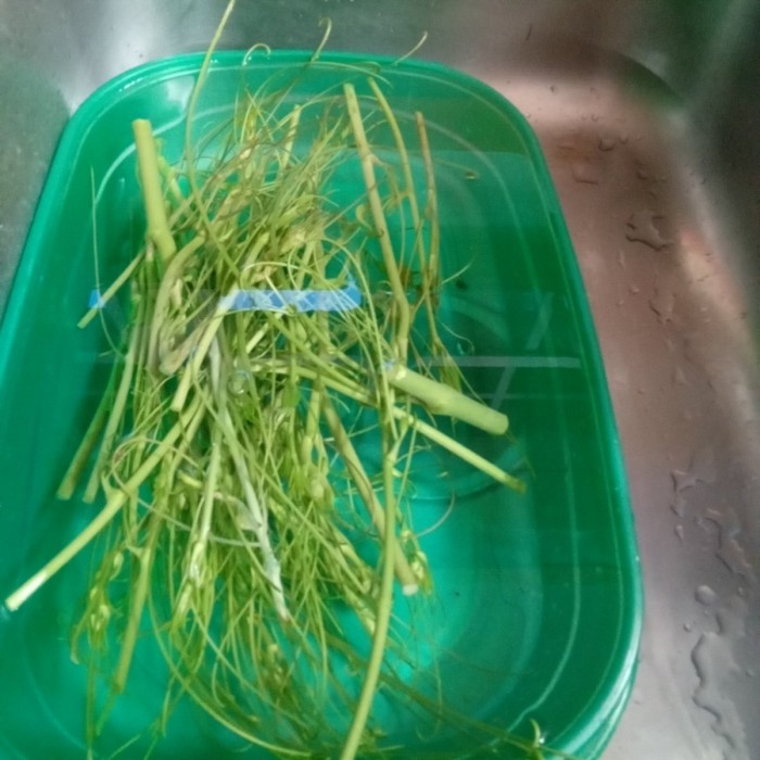 Freshly harvested Smilax tips