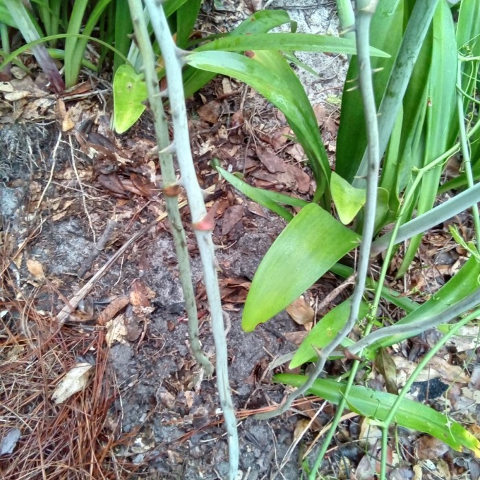 Cat claw coming out of the ground in a bed of lillies.