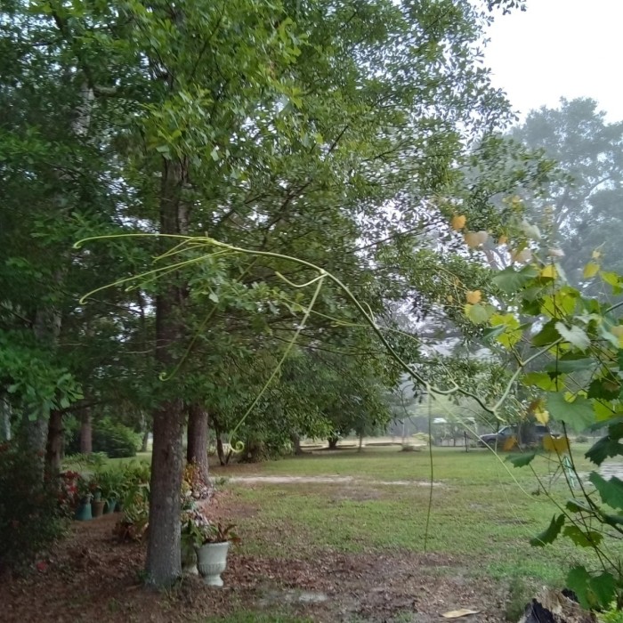 A tip I missed yesterday. It is growing up through our grape vine.