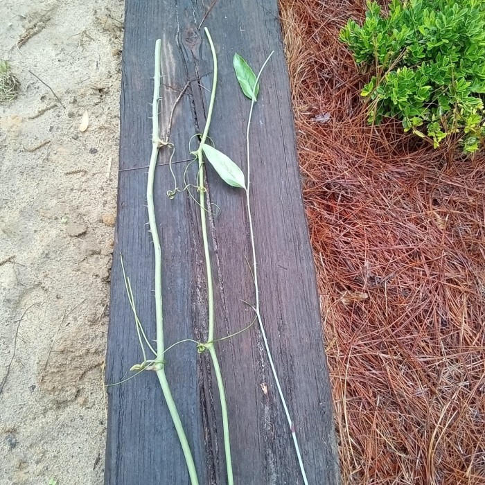Cut sections of Smilax vines.