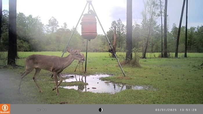 No antlers, 3 days after above picture
