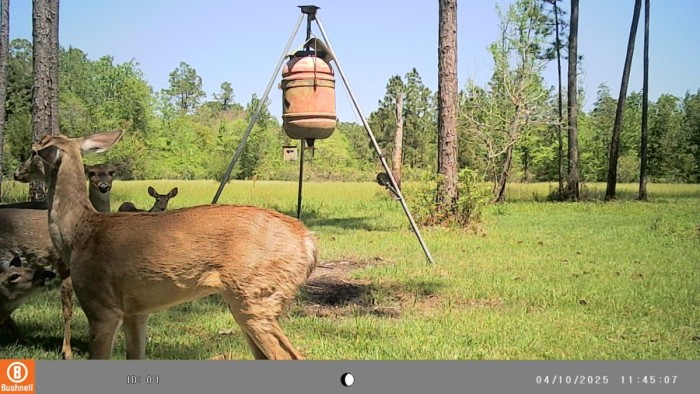 Looks like he is getting his mo-Jo back, the girls are taking notice.  Strange thing, this buck seemed to tolerate the other deer around the feeder, he was not aggressive as other bucks. When they showed up, all the lesser deer would scatter.