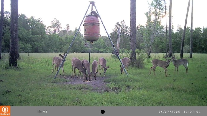 There are almost always a bunch of does and their offspring, both yearlings and fawns around the feeder in the afternoons.