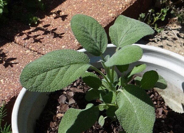 Sage