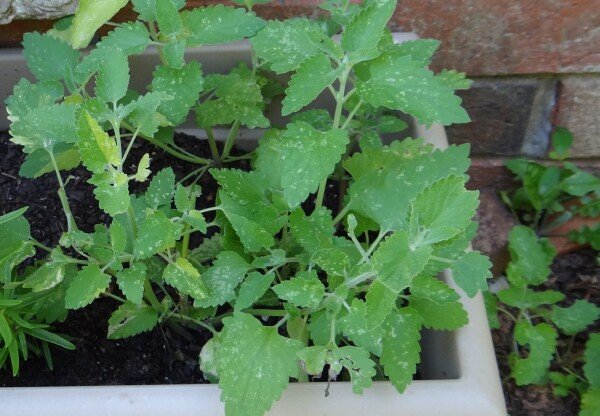 Catnip