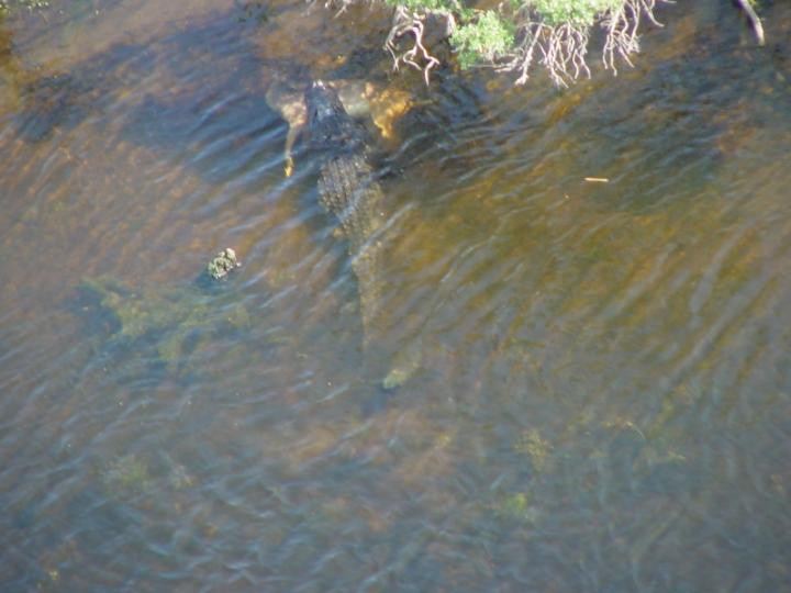 Gator 3.jpg