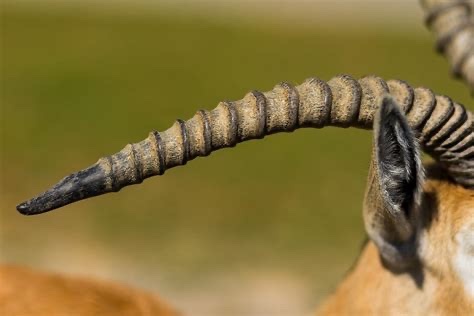 Genuine Impala horn