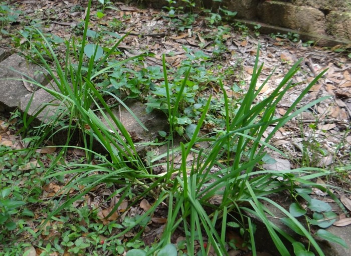 Garlic Chives