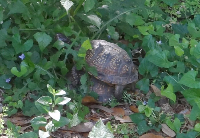 Box Turtles