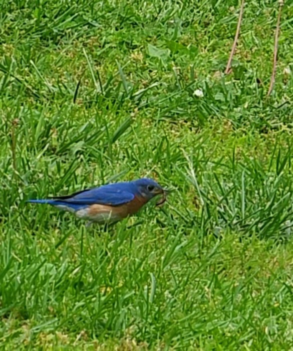 The early bird.........