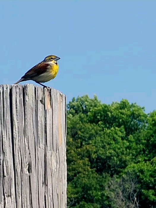 Dickcissel