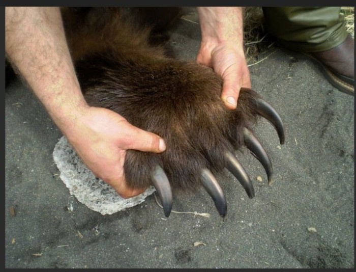 Claws.jpg