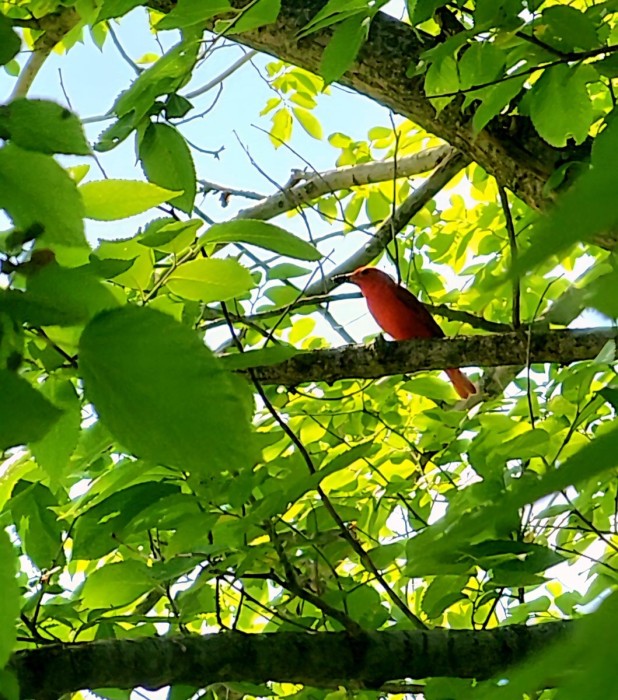 Summer Tanager