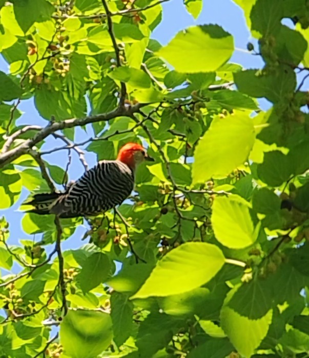 Red Bellied Woodpecker