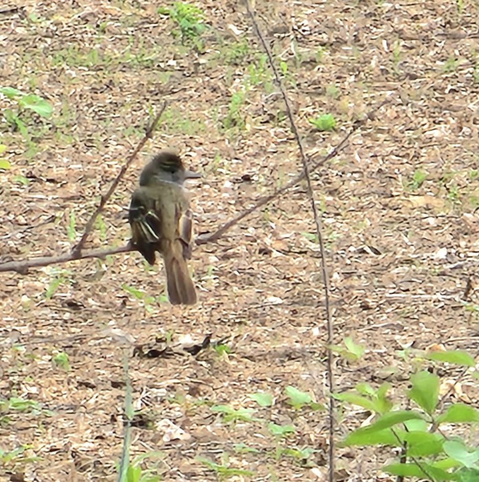 Great Crested Flycatcher