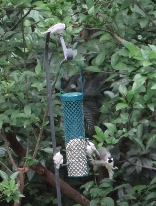 Chickadee