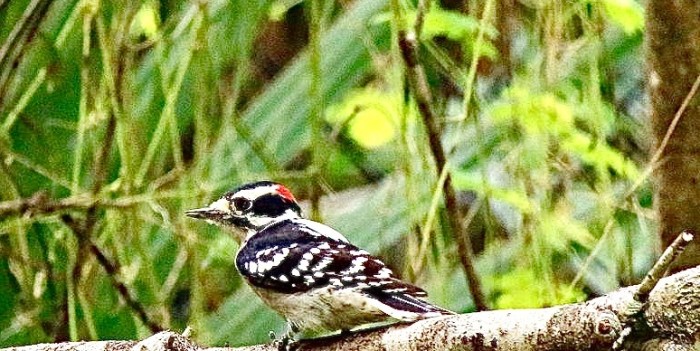Hairy Woodpecker