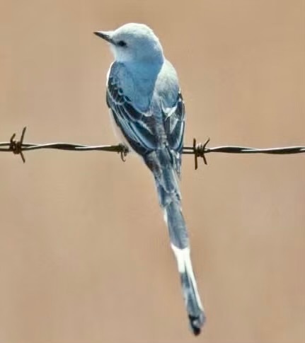 Scissor-Tail Flycatcher