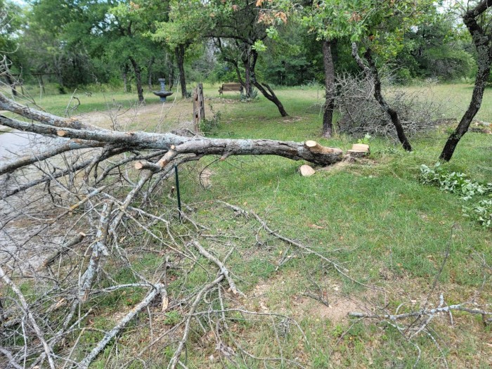 Ash tree down, and a few healthy Chittumwood trees