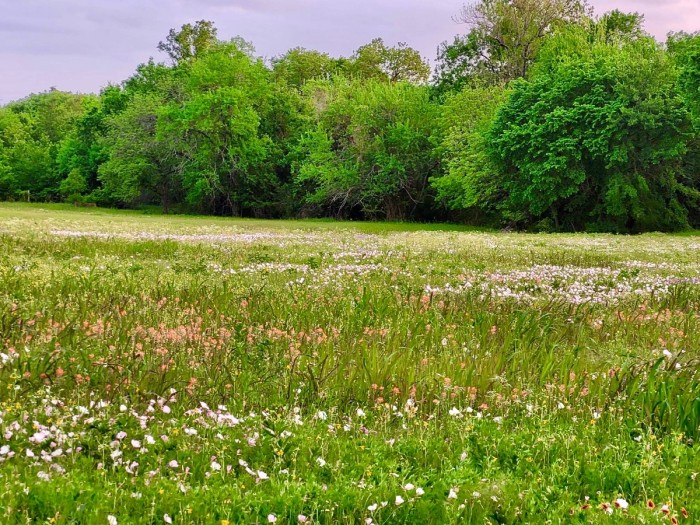 Missouri Primrose