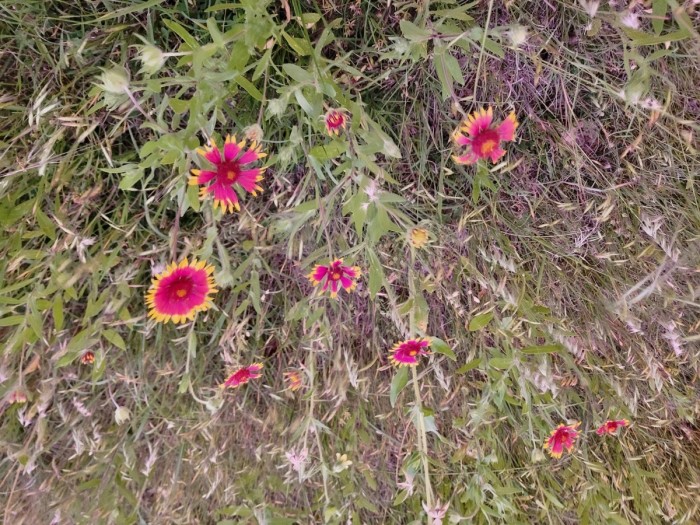Indian Blanket