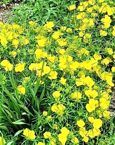 Sundrops