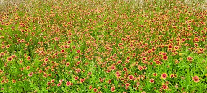 Indian Blanket