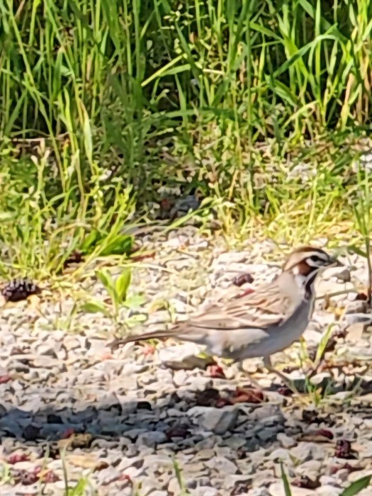 Lark Sparrow