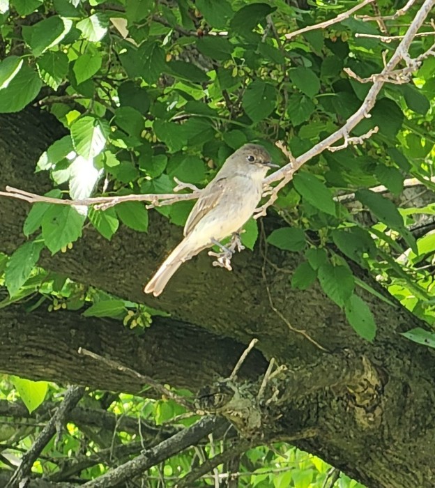 Eastern Phoebe