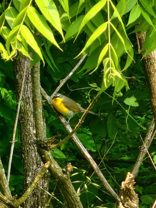 Yellow Breasted Chat