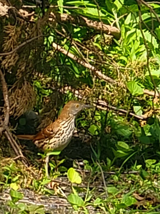 Brown Thrasher