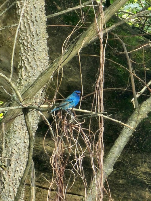 Indigo Bunting