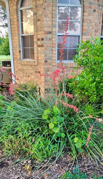 Red Yucca