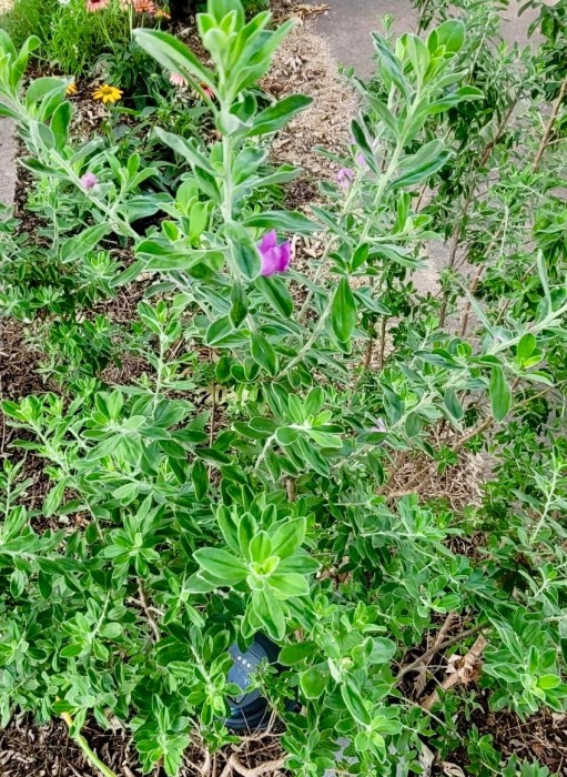 Prairie Skullcap