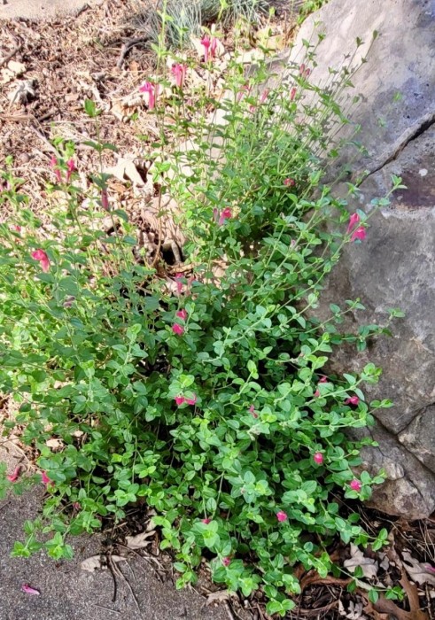 Texas Skullcap