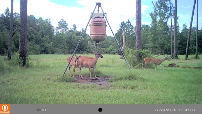 Critters at the feeder and in plot between the feeder and the shootin' house.