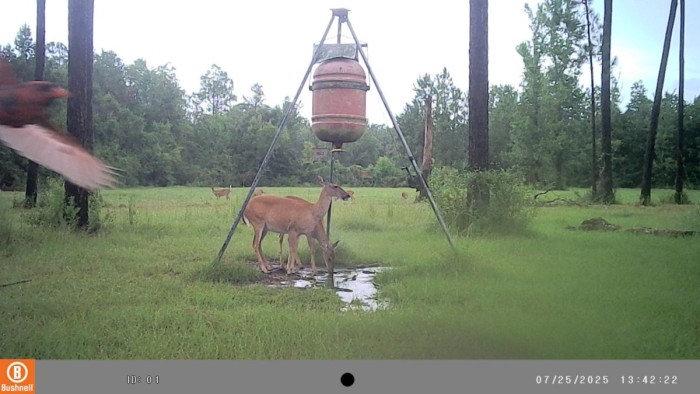 RedBird (Cardinal to most folks) fly by the camera.