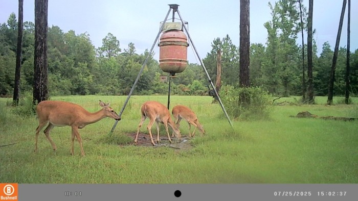 A mamma showing a pregnant belly and her last years fawns.
