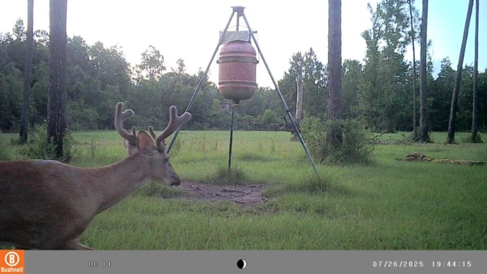 Looks promising. I believe this is the same buck from a few weeks back, growin' them antlers!